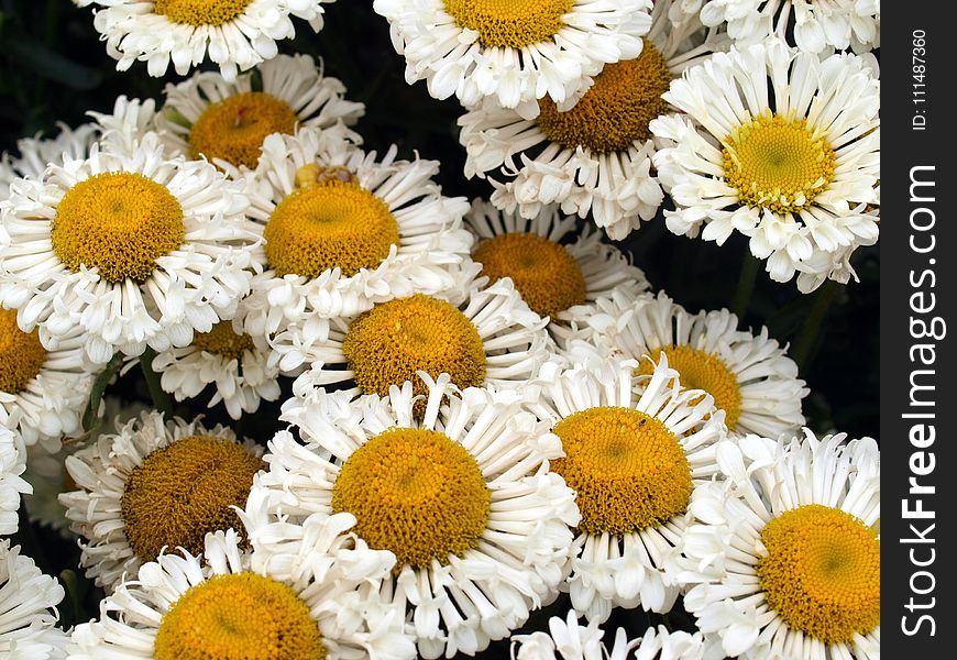 Flower, Oxeye Daisy, Daisy, Chamaemelum Nobile