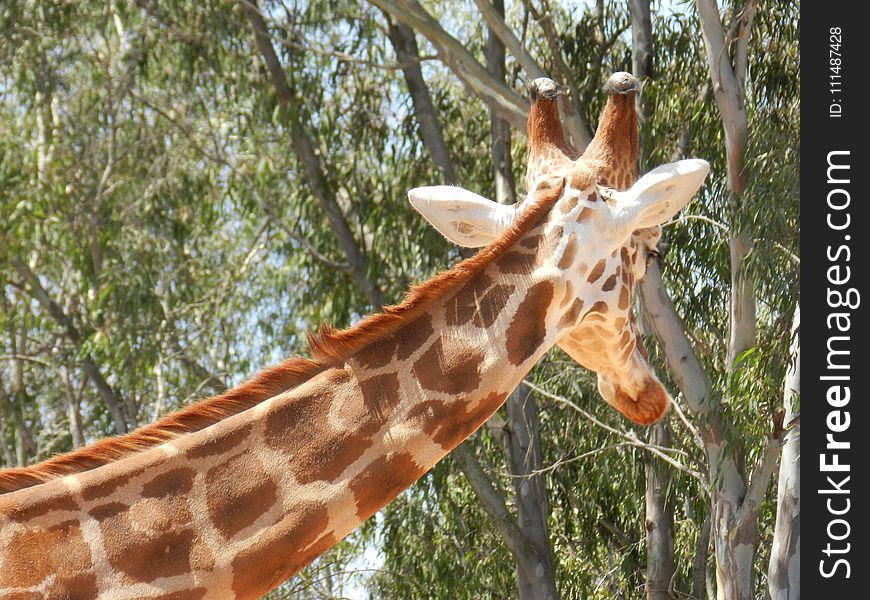 Giraffe, Terrestrial Animal, Wildlife, Giraffidae