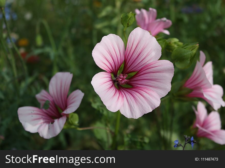 Flower, Plant, Flora, Flowering Plant