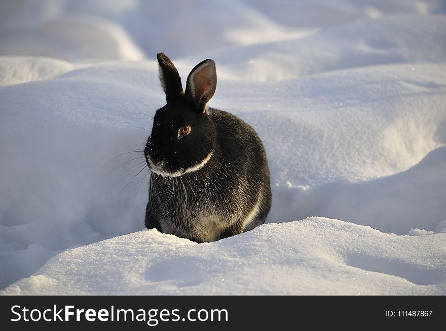 Fauna, Rabits And Hares, Wildlife, Snow