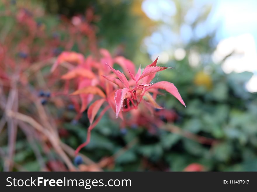 Flora, Plant, Flower, Pink