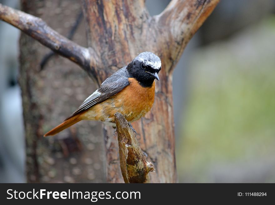 Bird, Beak, Fauna, Old World Flycatcher