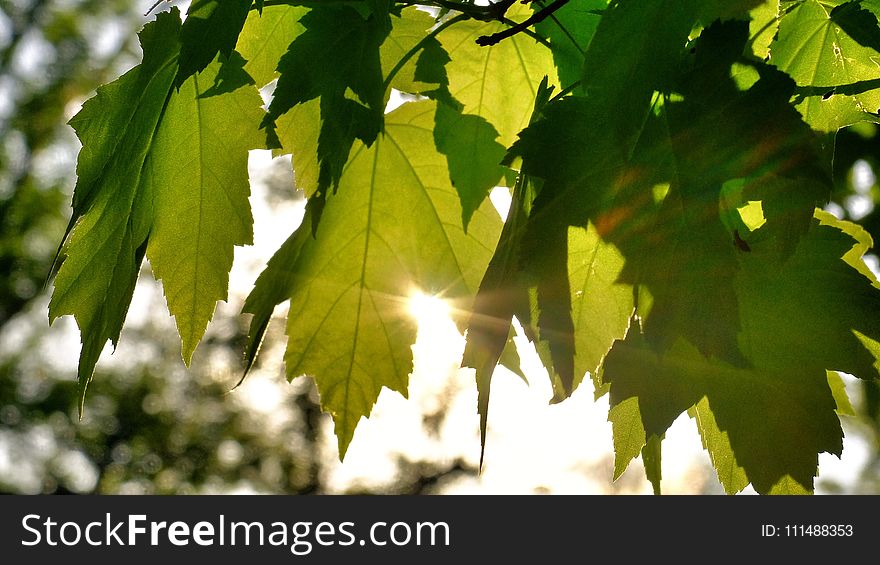 Leaf, Branch, Tree, Sunlight