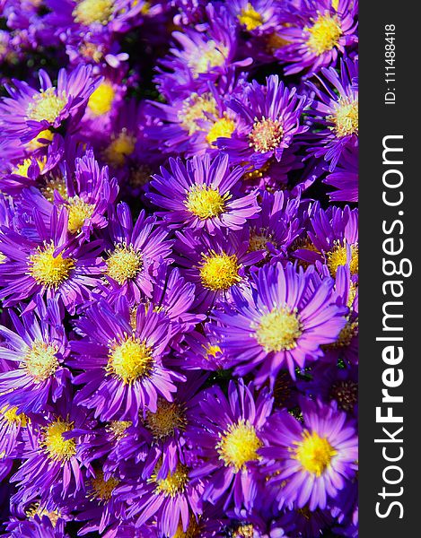 Flower, Aster, Plant, Purple