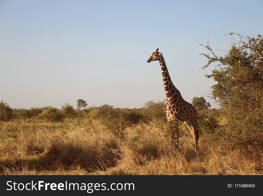 Giraffe, Wildlife, Terrestrial Animal, Grassland