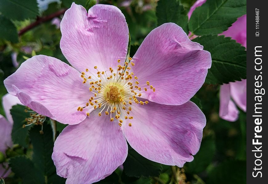 Flower, Rosa Canina, Rose Family, Rosa Palustris