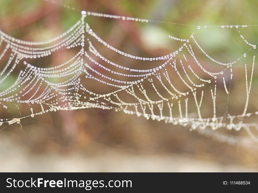Spider Web, Water, Close Up, Moisture