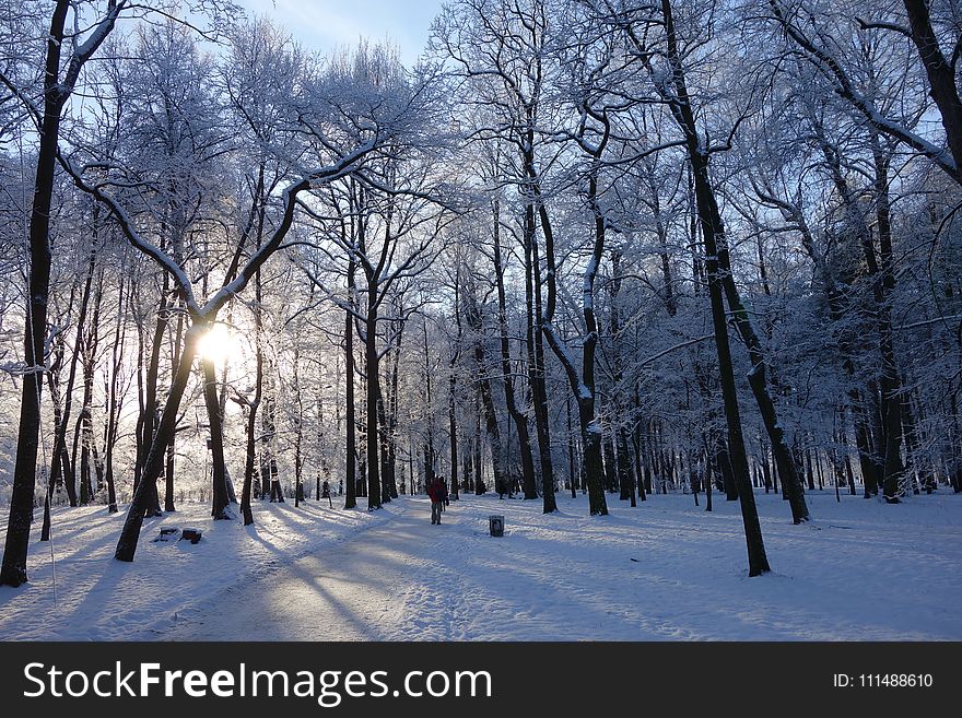 Winter, Snow, Sky, Tree