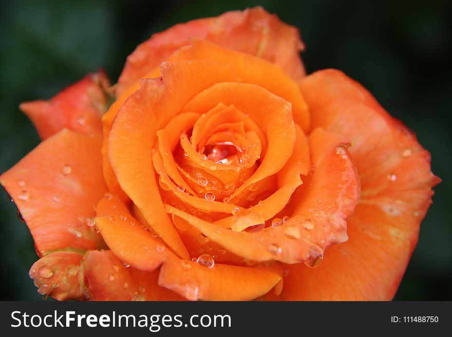 Orange, Rose, Garden Roses, Flower