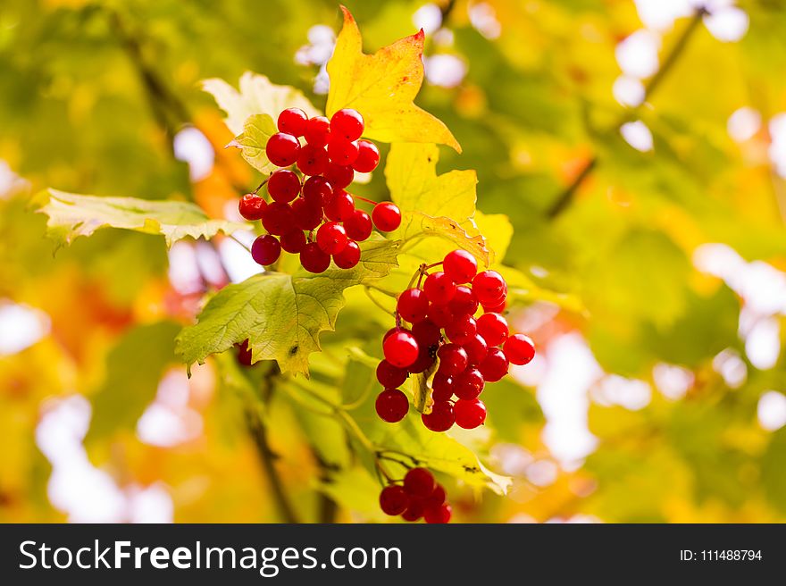 Autumn, Leaf, Fruit, Sunlight