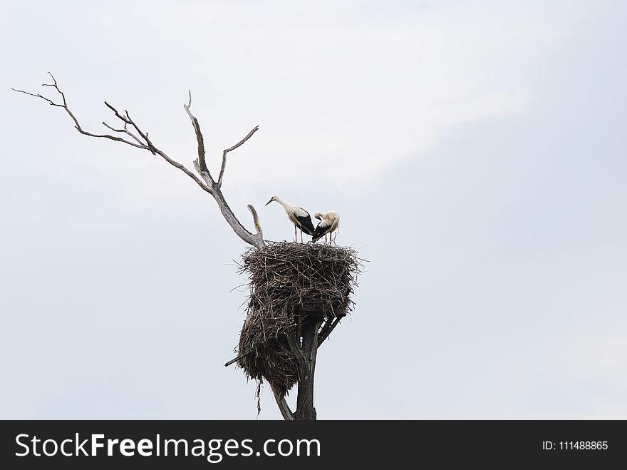 Fauna, Bird, Sky, Ciconiiformes