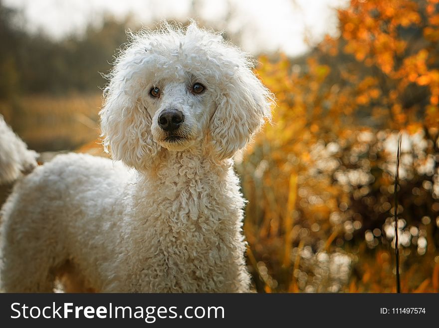 Dog Like Mammal, Dog Breed, Dog, Standard Poodle