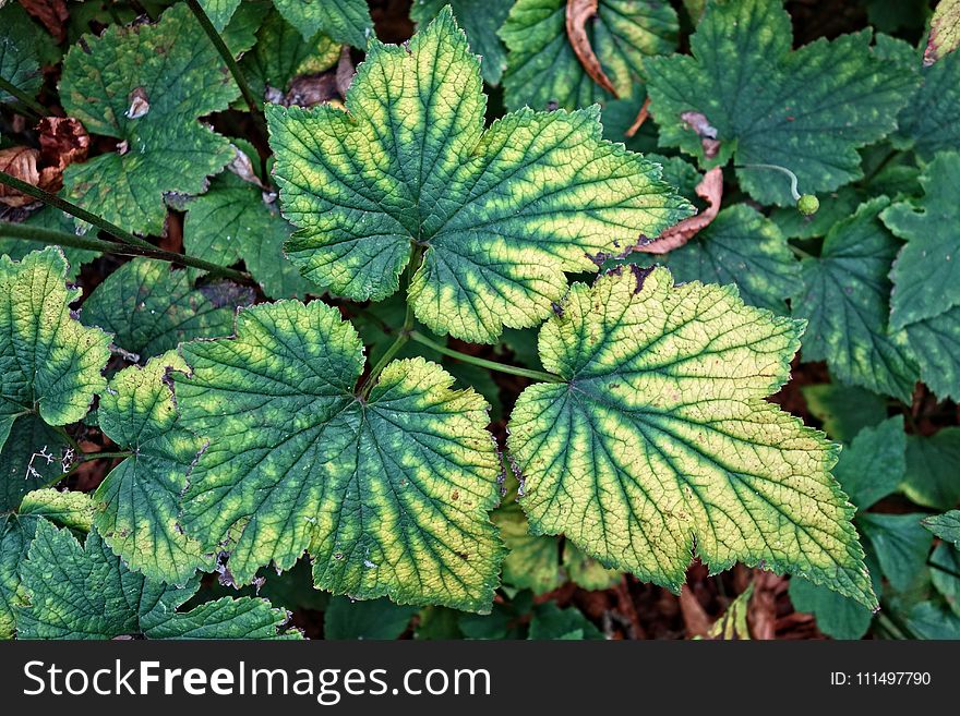 Plant, Leaf, Herb, Flower