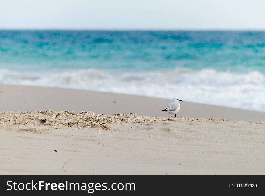 Sea, Shore, Ocean, Body Of Water