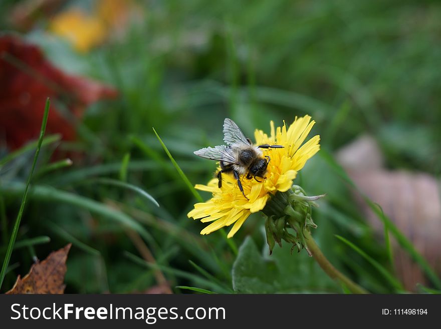 Bee, Insect, Flora, Nectar