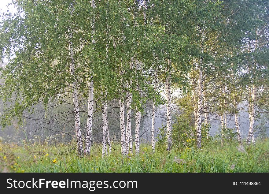 Tree, Ecosystem, Birch, Grove