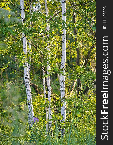 Tree, Birch, Leaf, Temperate Broadleaf And Mixed Forest