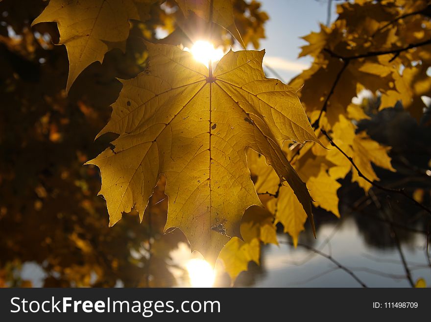 Leaf, Yellow, Maple Leaf, Autumn
