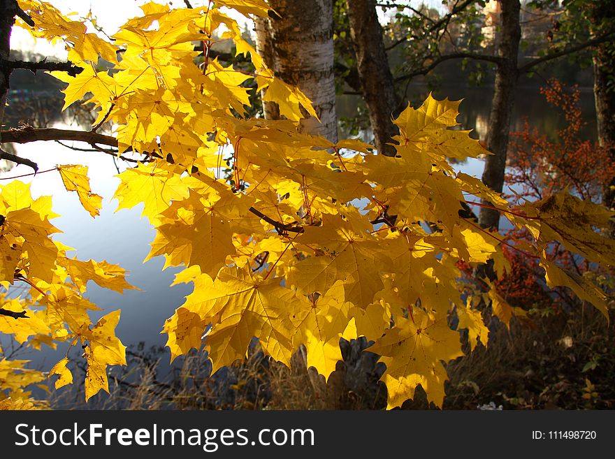 Tree, Yellow, Autumn, Leaf