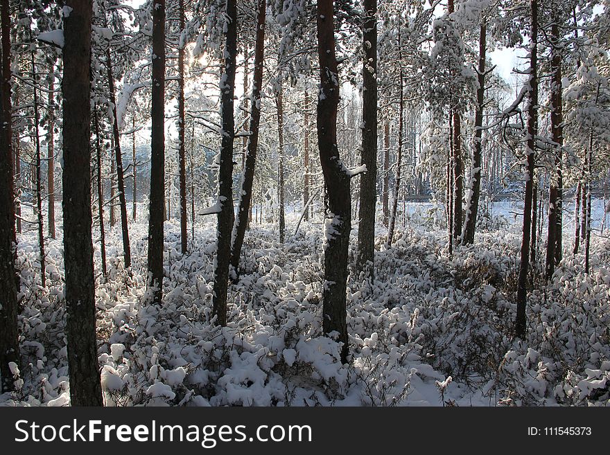 Photo of Forest Covered of Snow