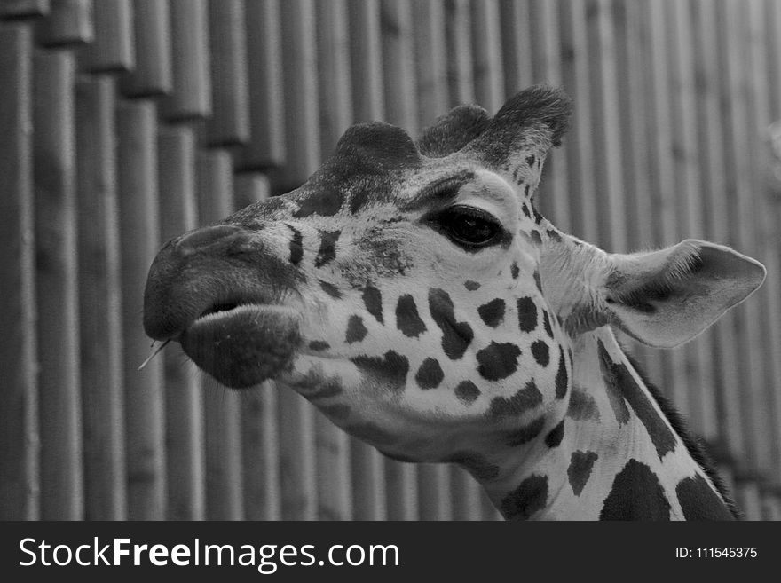 Greyscale Photograph of Giraffe