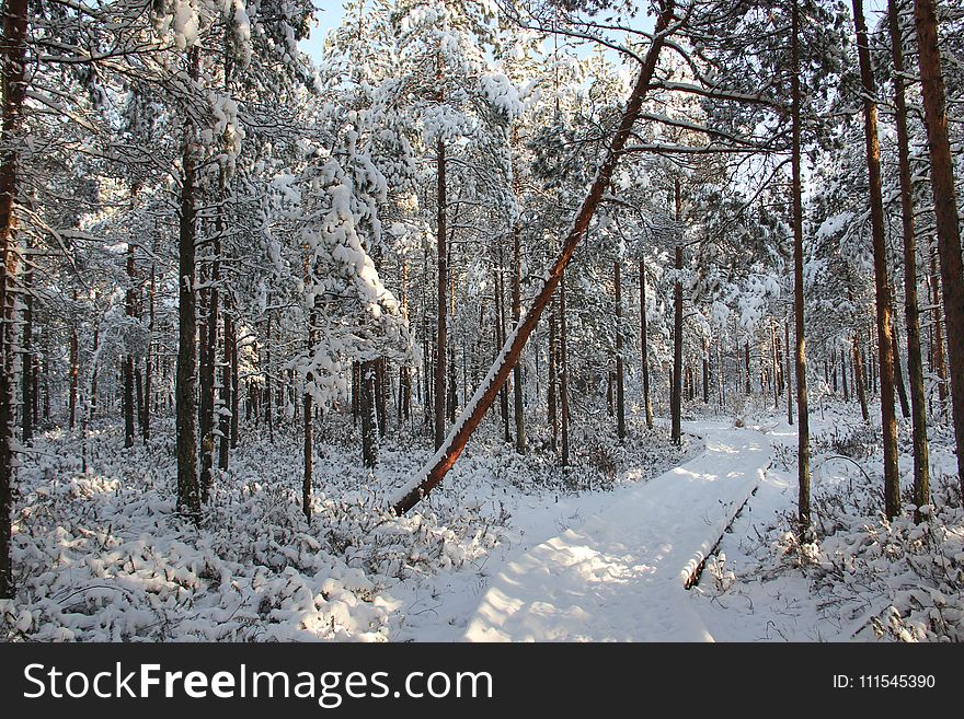 Snow Field Forest