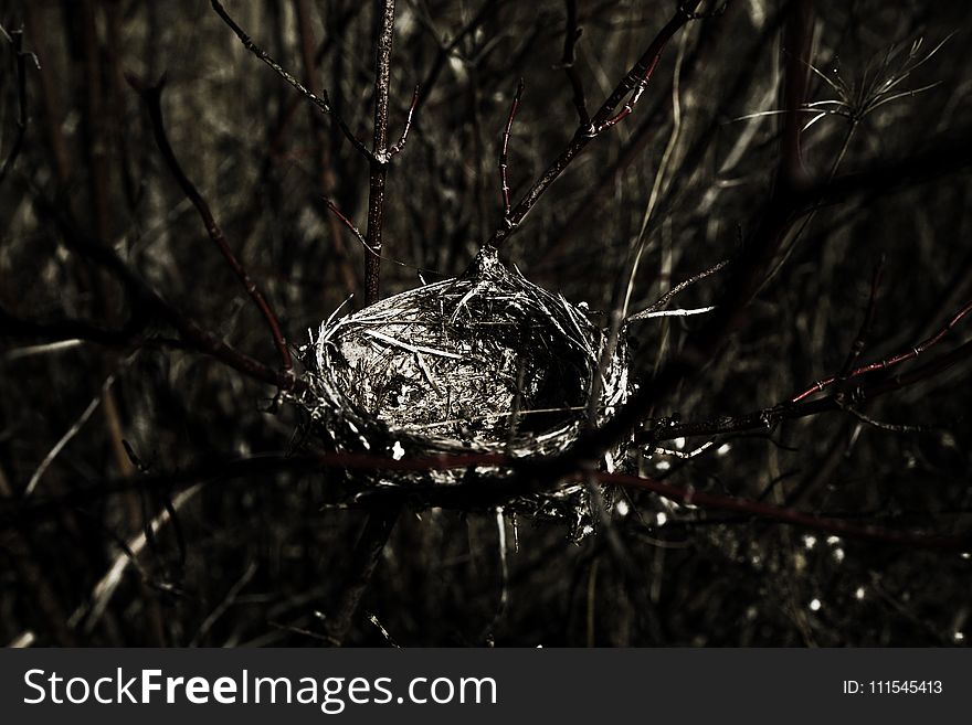 Close Up Photography of Bird Nest