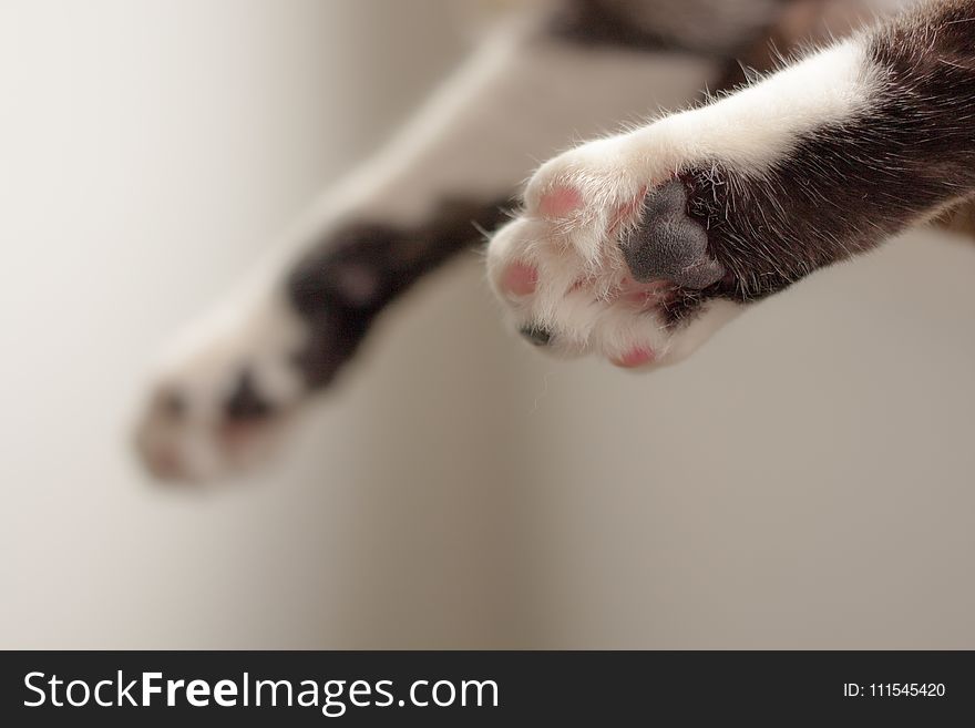 Cat Paws in Shallow Focus Photography
