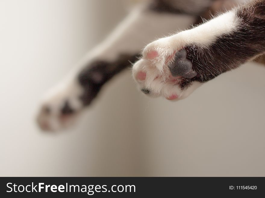 Cat Paws In Shallow Focus Photography