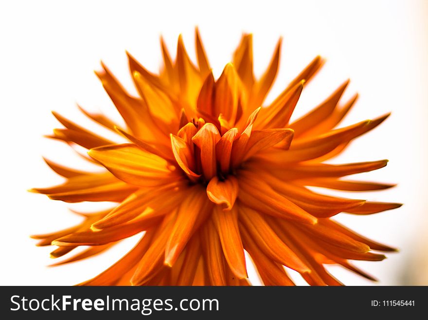 Closeup Photography of Orange Petaled Flowers