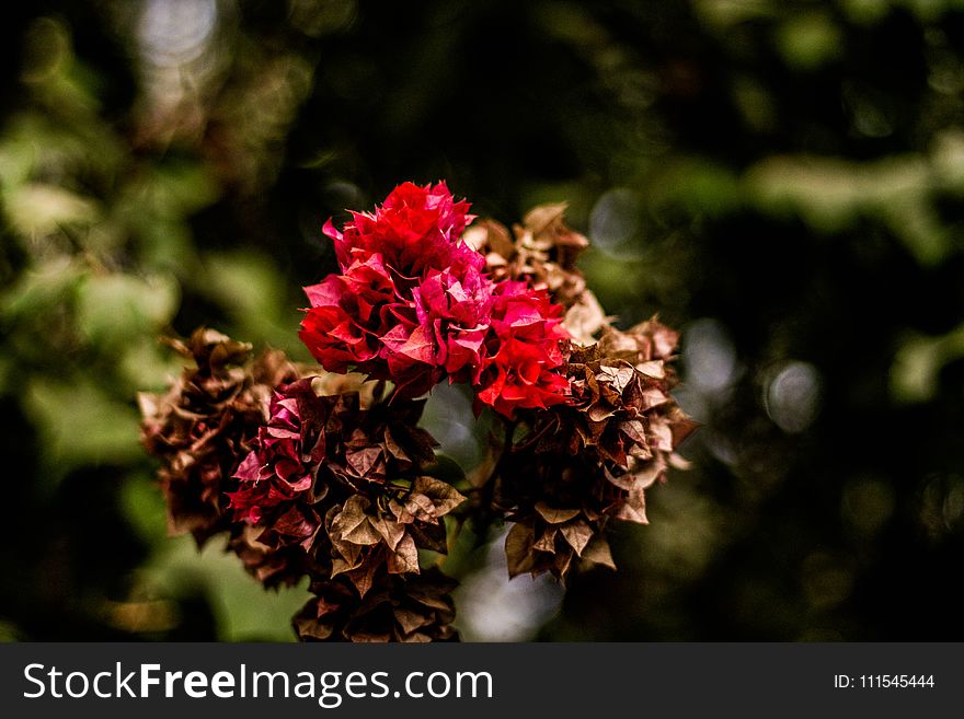 Red and Brown Flowers