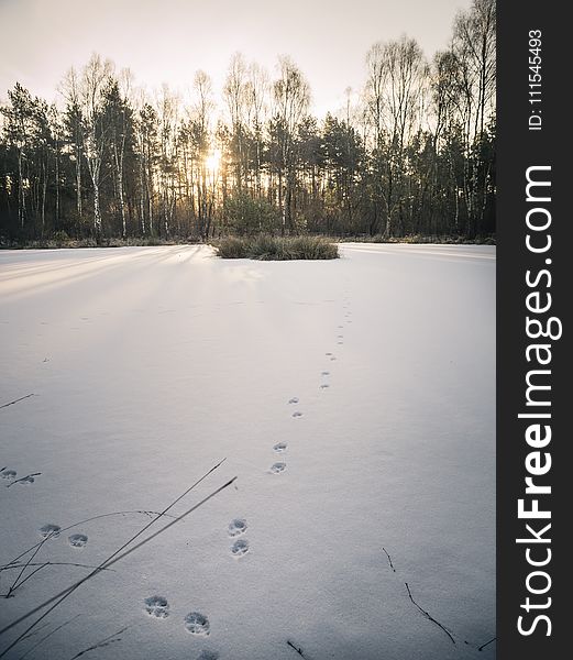 Grass Covered in Snow