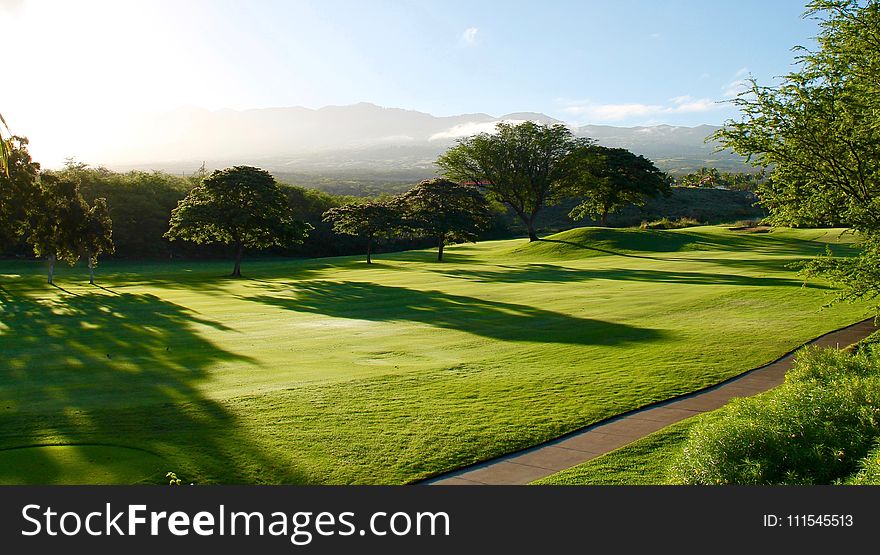 Green Leaf Trees on Grass Field