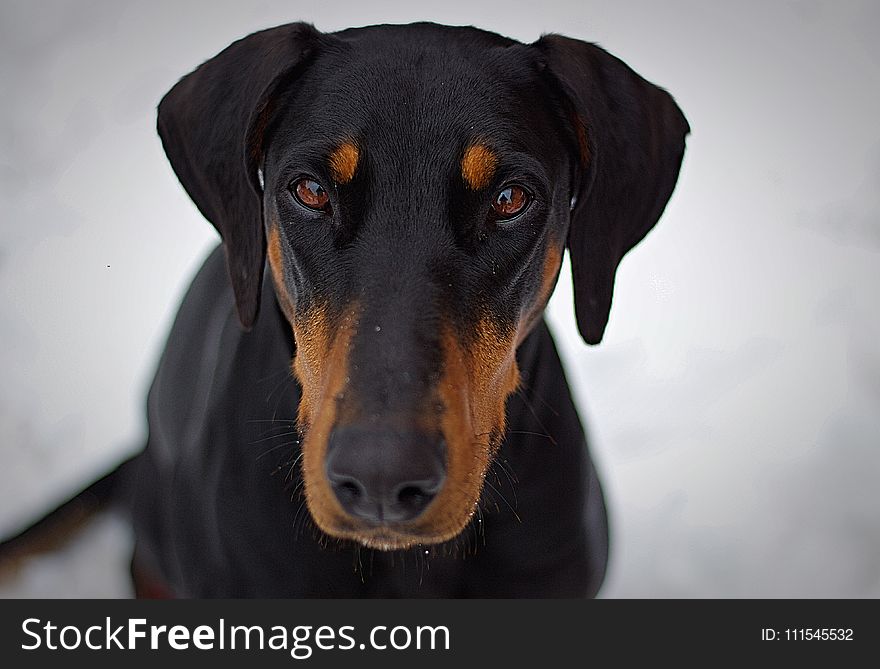 Adult Black and Tan Doberman Pinscher Closeup Photography