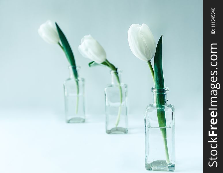 Three White Flowers on Clear Glass Bottles