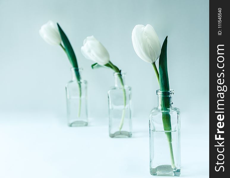 Three White Flowers On Clear Glass Bottles