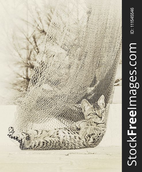 Gray Tabby Cat On Grey Net