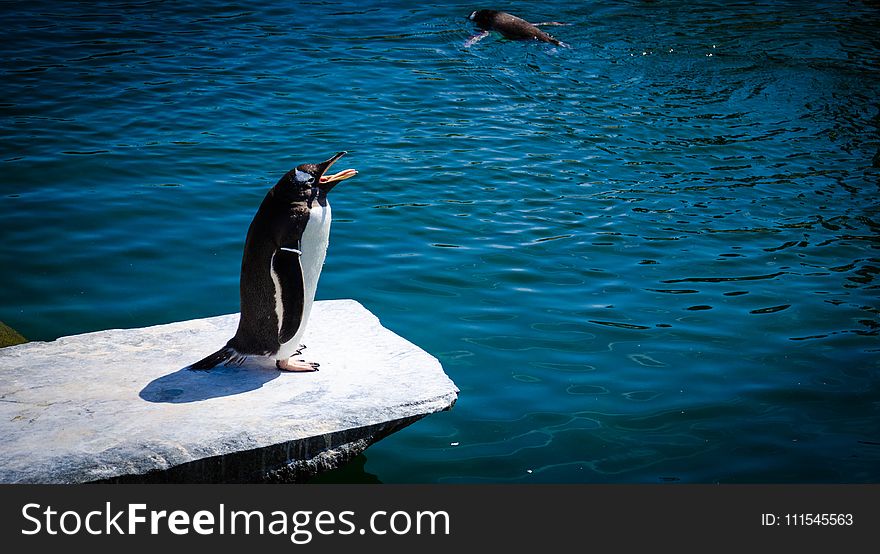 Black And White Penguin Standing On Gray Rock Near Body Of Water