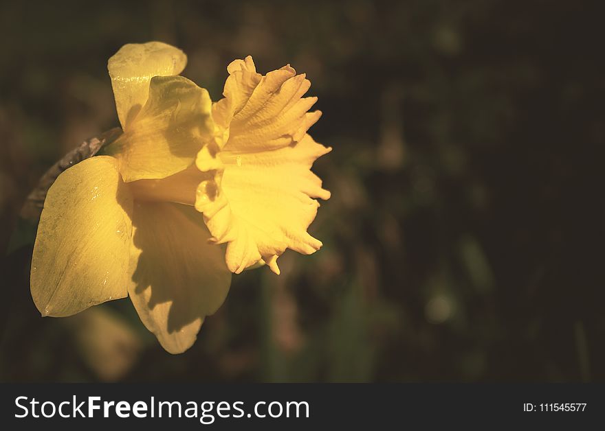 Yellow Daffodil Flower in Tilt Shift Lens Photography