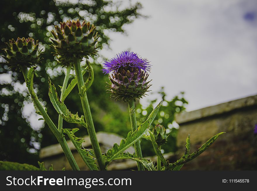 Selective Focus Photography of Purple Thistle Flower