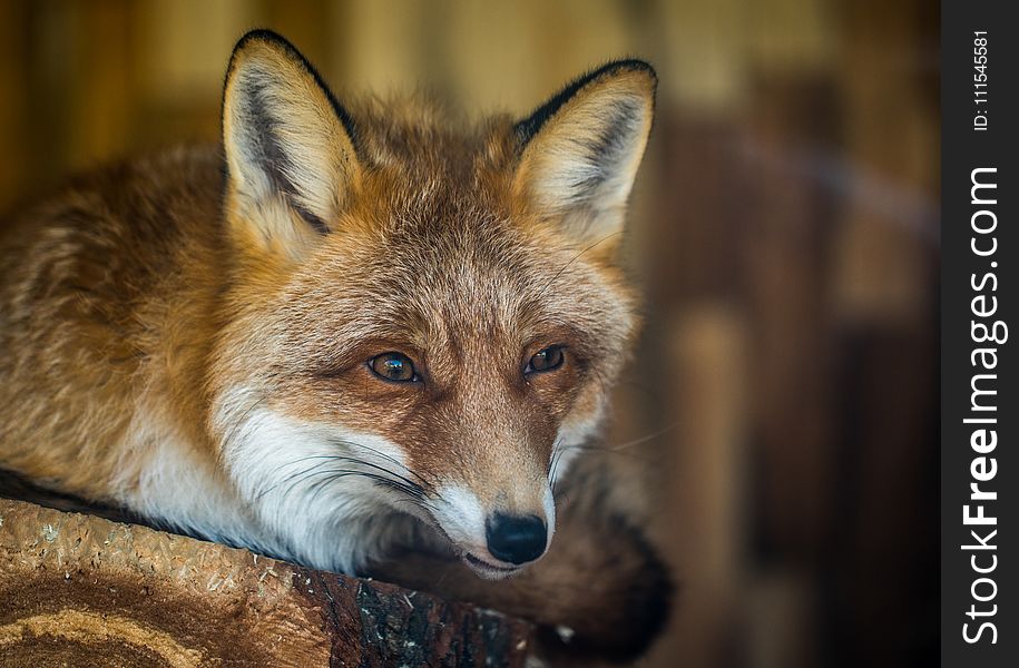 Fox on Brown Wooden Plank