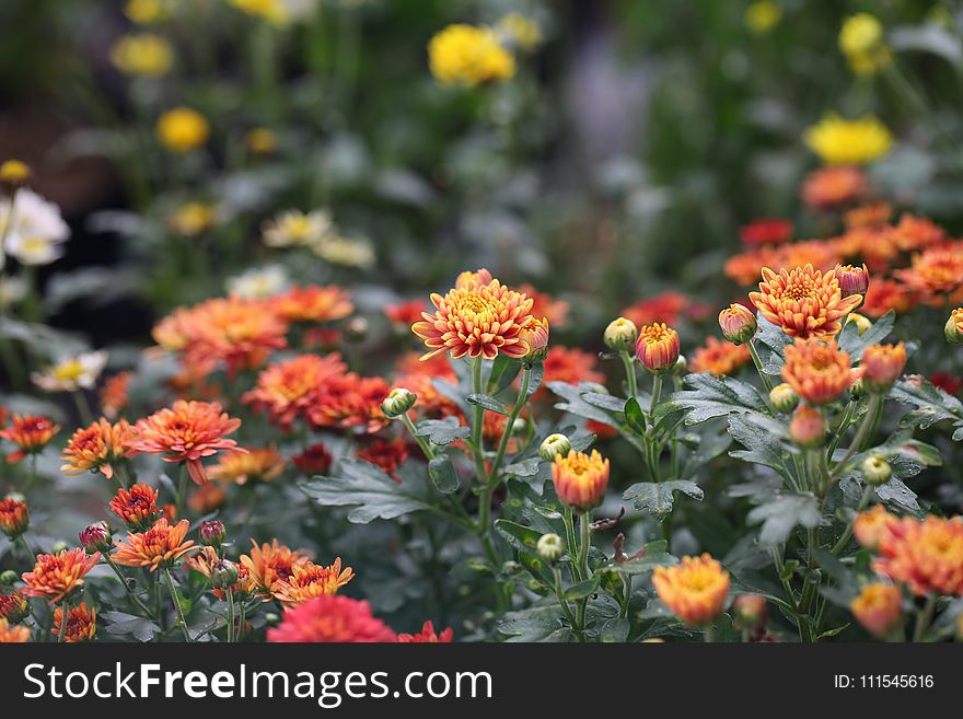 Photography of Orange, Red, and White Petaled Flower Field