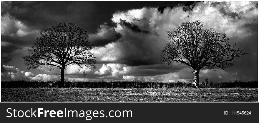Grayscale Landscape Photography of Two Trees