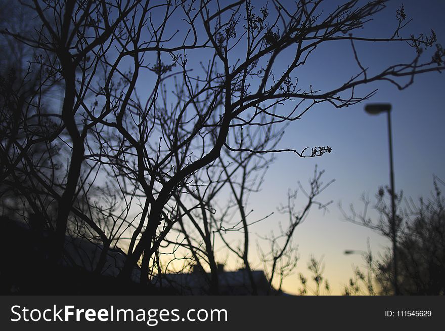 Green Leaf Tree during Night Time