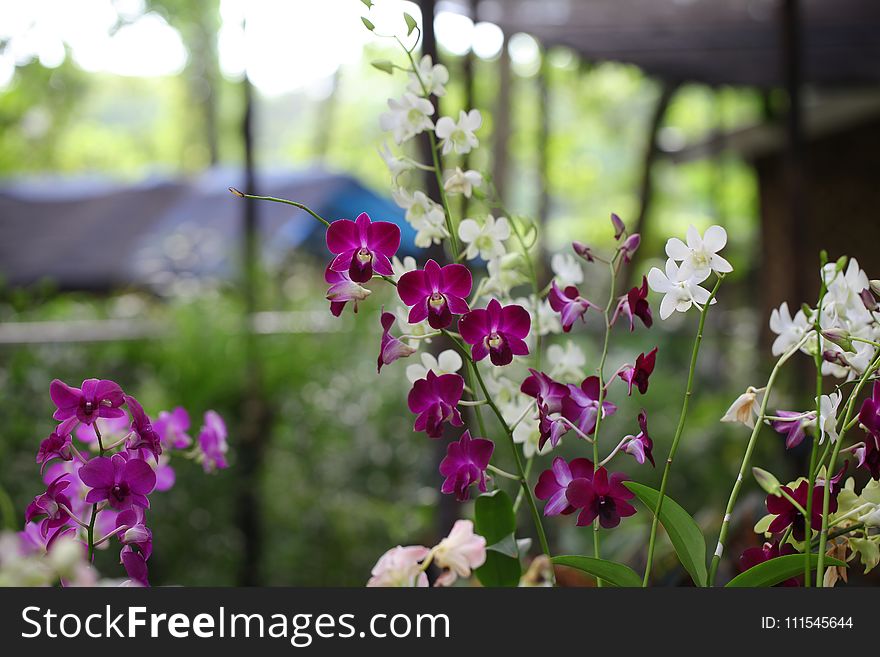 Shallow Focus Photography of White and Pink Flowers