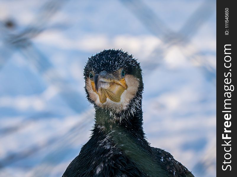 Focus Photography of Great Cormorant