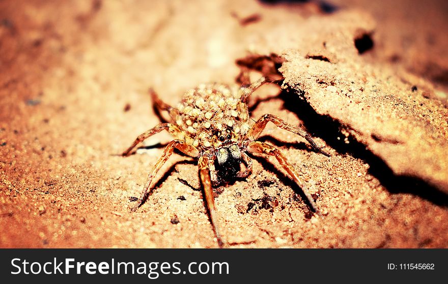 Female Wolf Spider in Closeup Photography