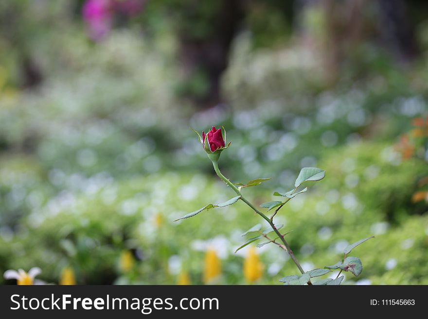Selective Focus Photography of a Red Rose Bud