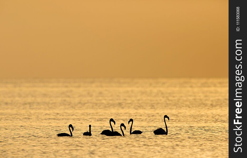 Greater Flamingos in Asker beach during morning