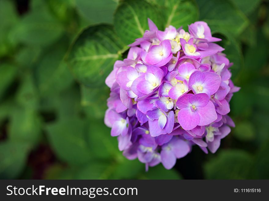 Selective Focus Photography of Purple Hydrangea Flower
